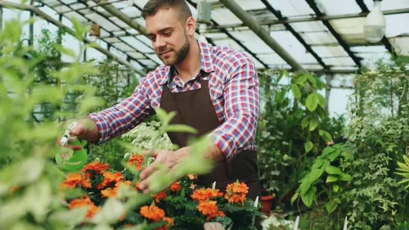 Plantation d'arbres, fleurs et arbustes